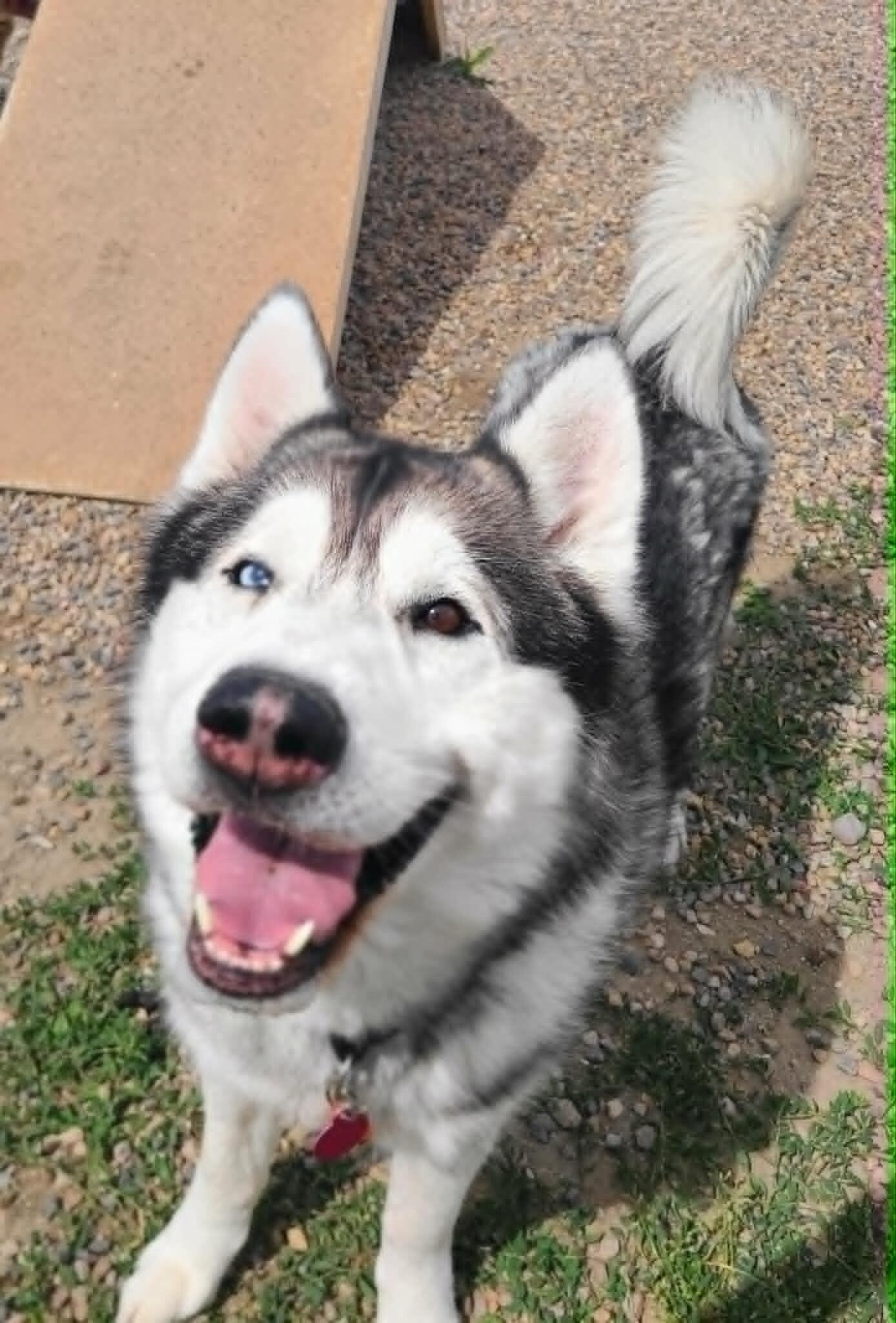 Enlarge Dyson, a Adoptable Husky in Fruit Heights, UT image 5/5