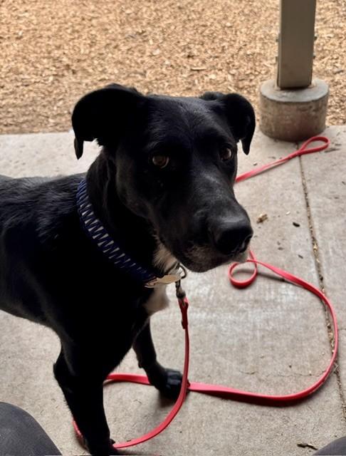 PEARL, Adoptable, Adult Female Labrador Retriever & Mixed Breed.