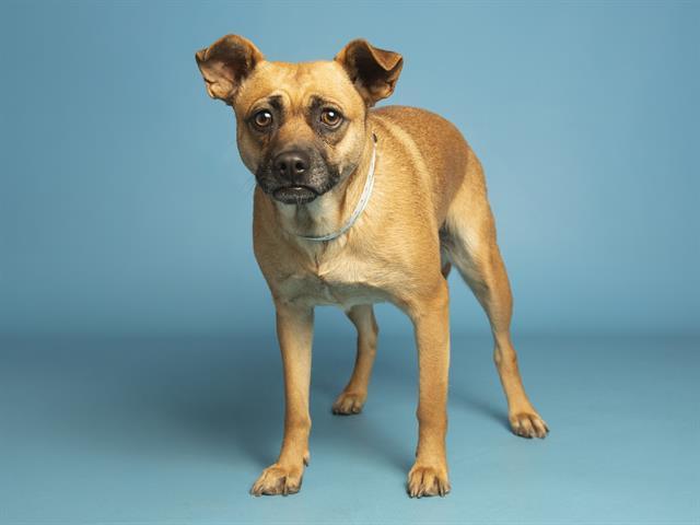 Enlarge TALIA, a Adoptable mixed breed in Phoenix, AZ image 1/1
