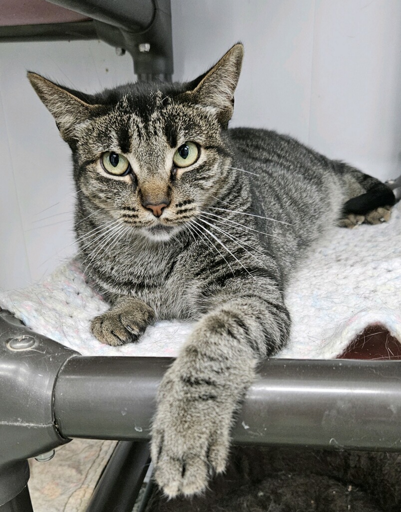 Adeline - Adoption Fee Waived!, a Adoptable Domestic Short Hair in Richland Center, WI image 4/4