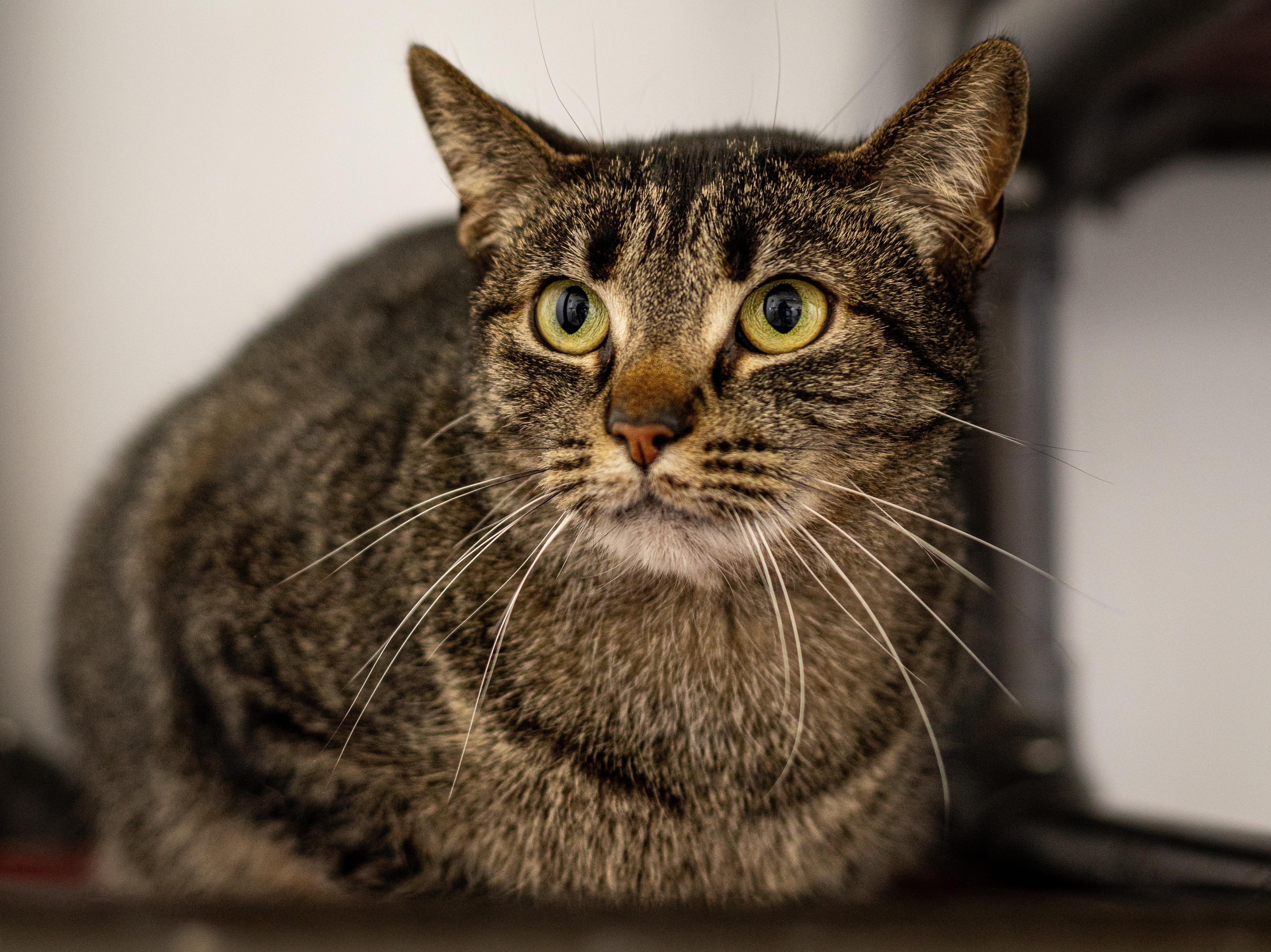 Adeline - Adoption Fee Waived!, a Adoptable Domestic Short Hair in Richland Center, WI image 1/4