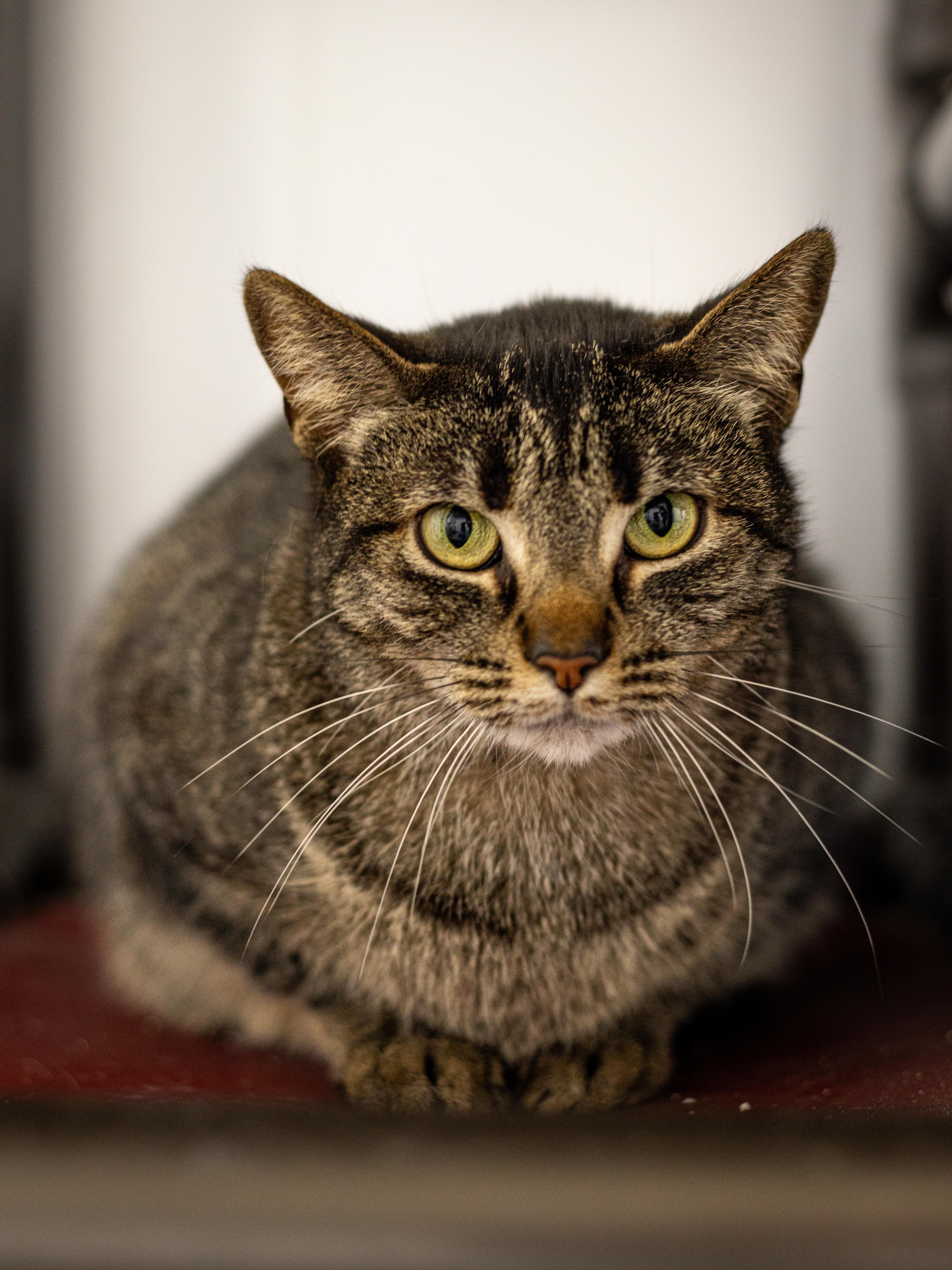 Adeline - Adoption Fee Waived!, a Adoptable Domestic Short Hair in Richland Center, WI image 3/4