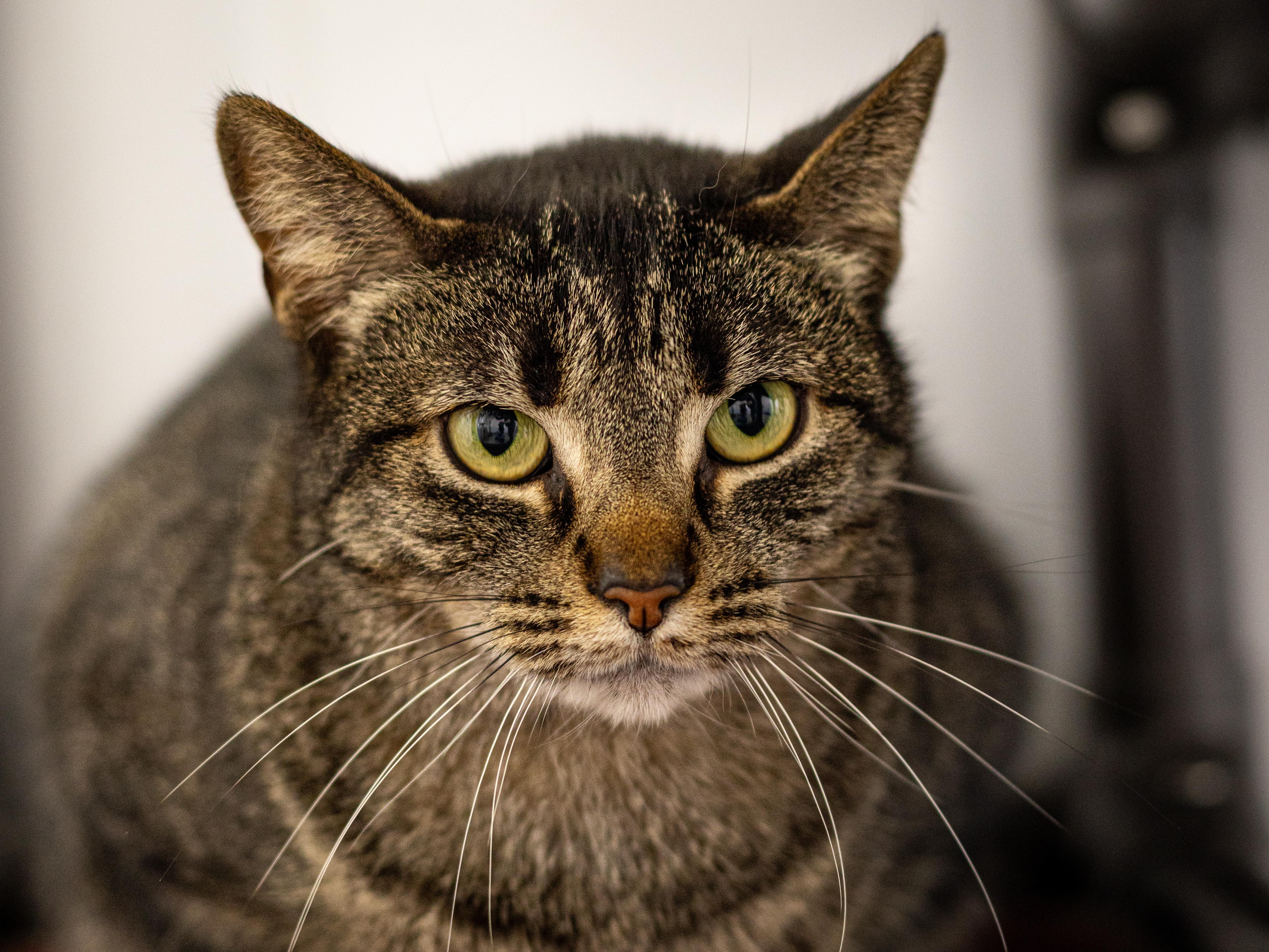 Adeline - Adoption Fee Waived!, a Adoptable Domestic Short Hair in Richland Center, WI image 2/4