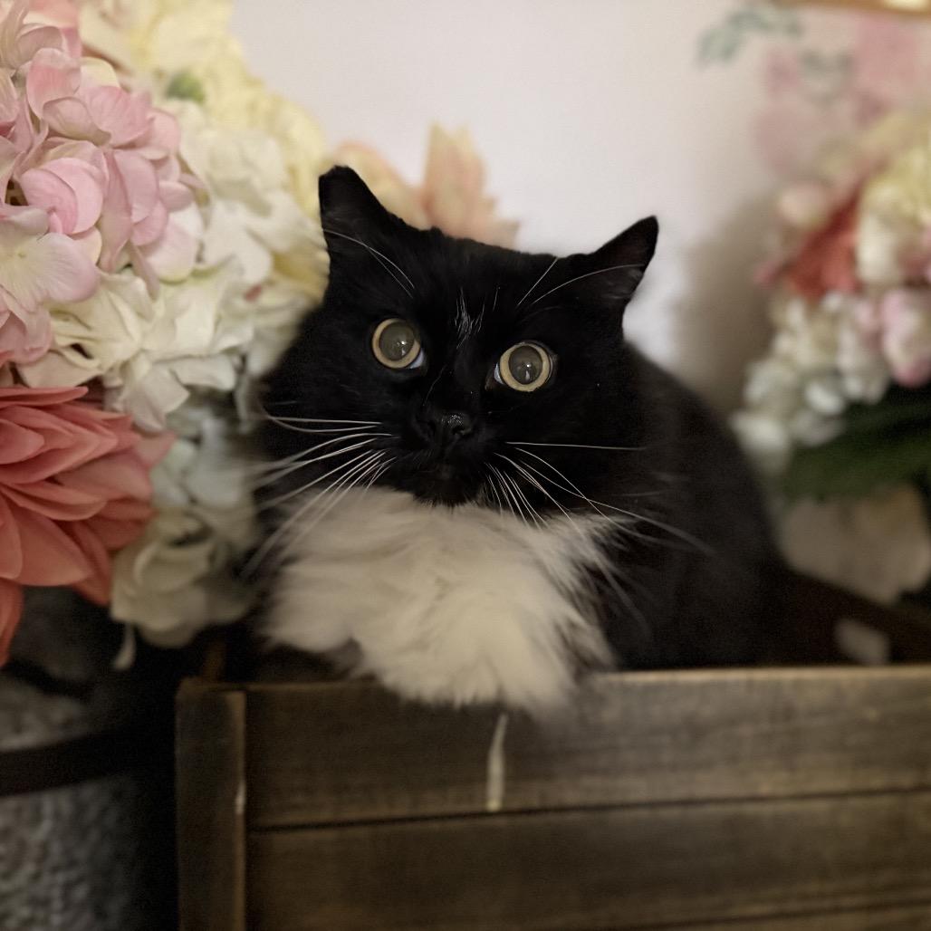 Squish, Adoptable, Adult Female Domestic Long Hair.