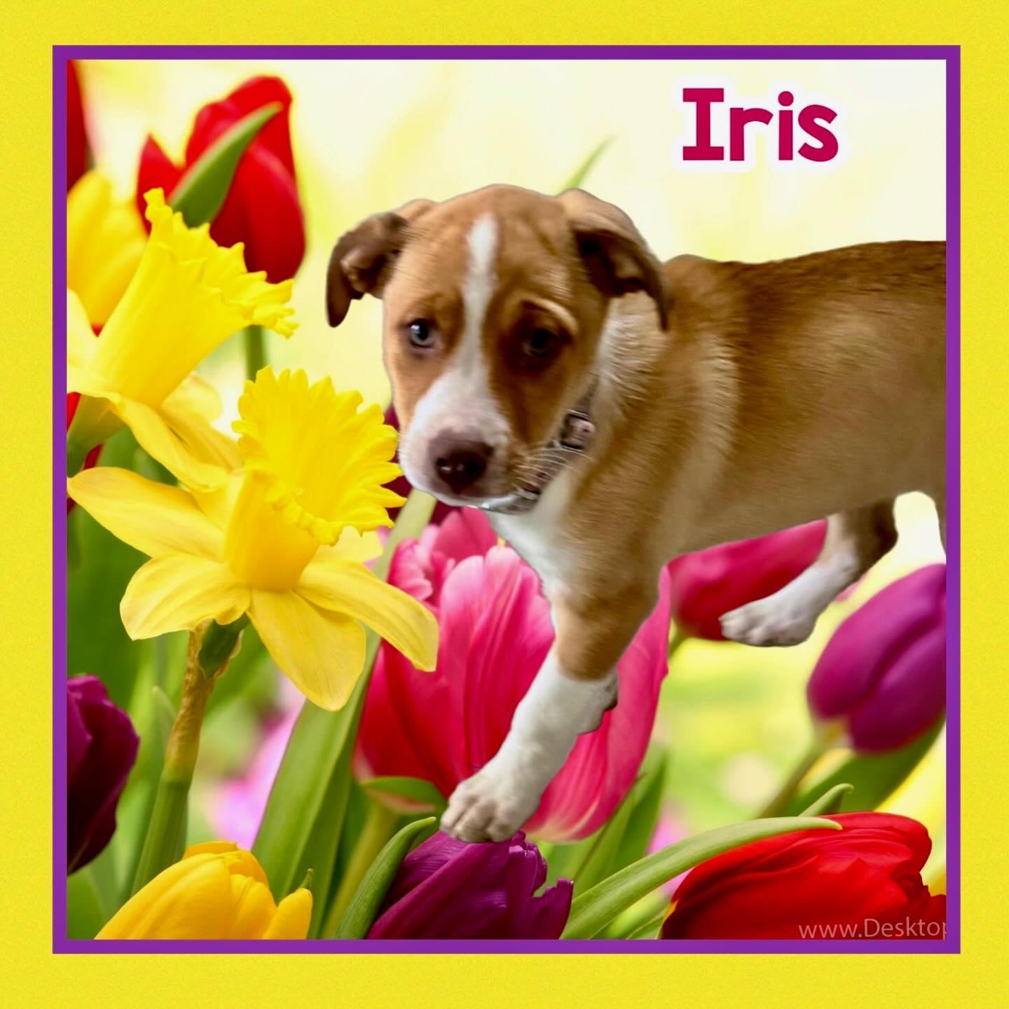 Iris, adopted, Young Female Husky & Hound.