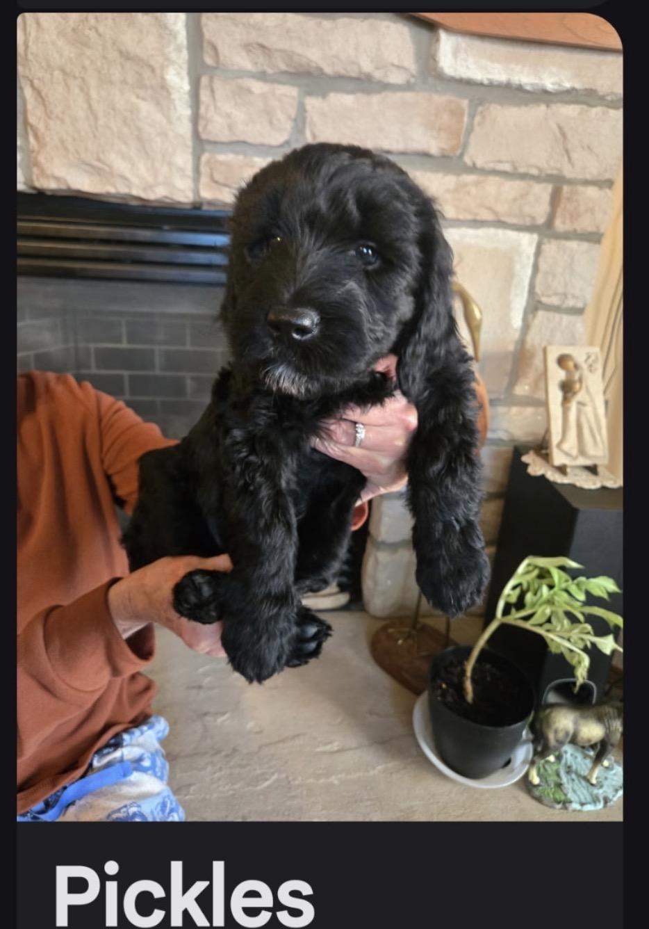 Enlarge Pickles, a Adopted Goldendoodle in Glenwood City, WI image 1/1
