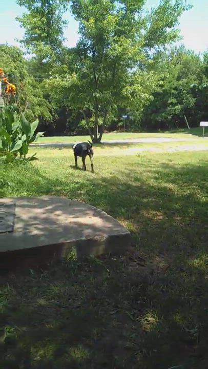 Enlarge Romeo, a Adopted mixed breed in Norman, OK video 3/5