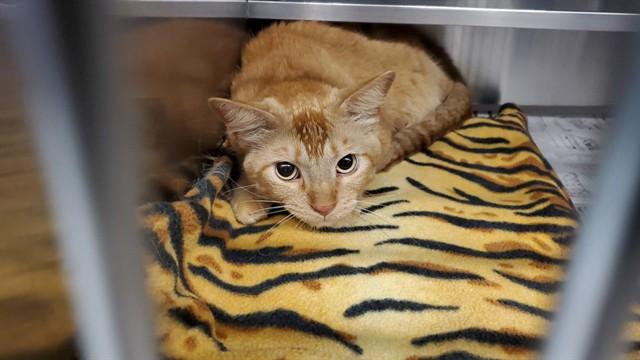 Enlarge TILICO, a Adoptable Domestic Short Hair in Aurora, IL image 1/1