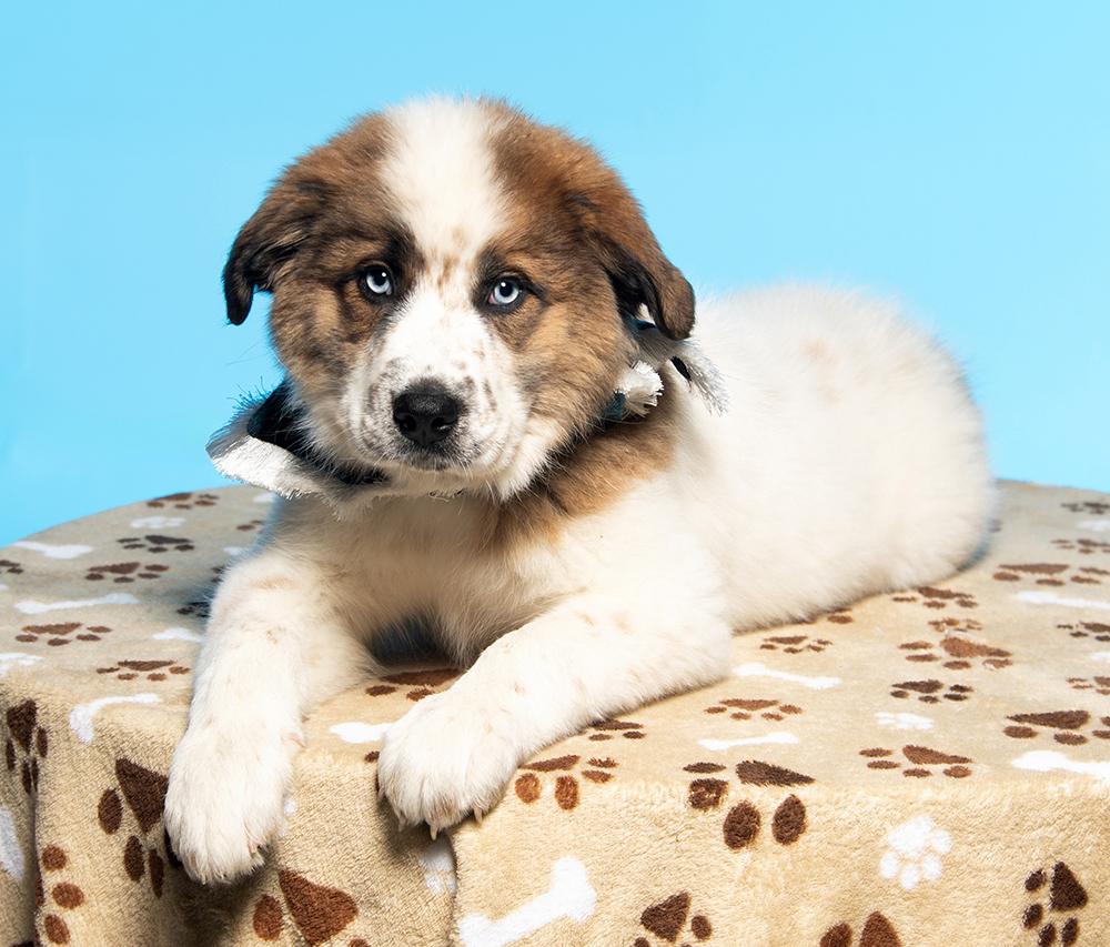 Darja, adopted, Puppy Female Great Pyrenees & Husky.