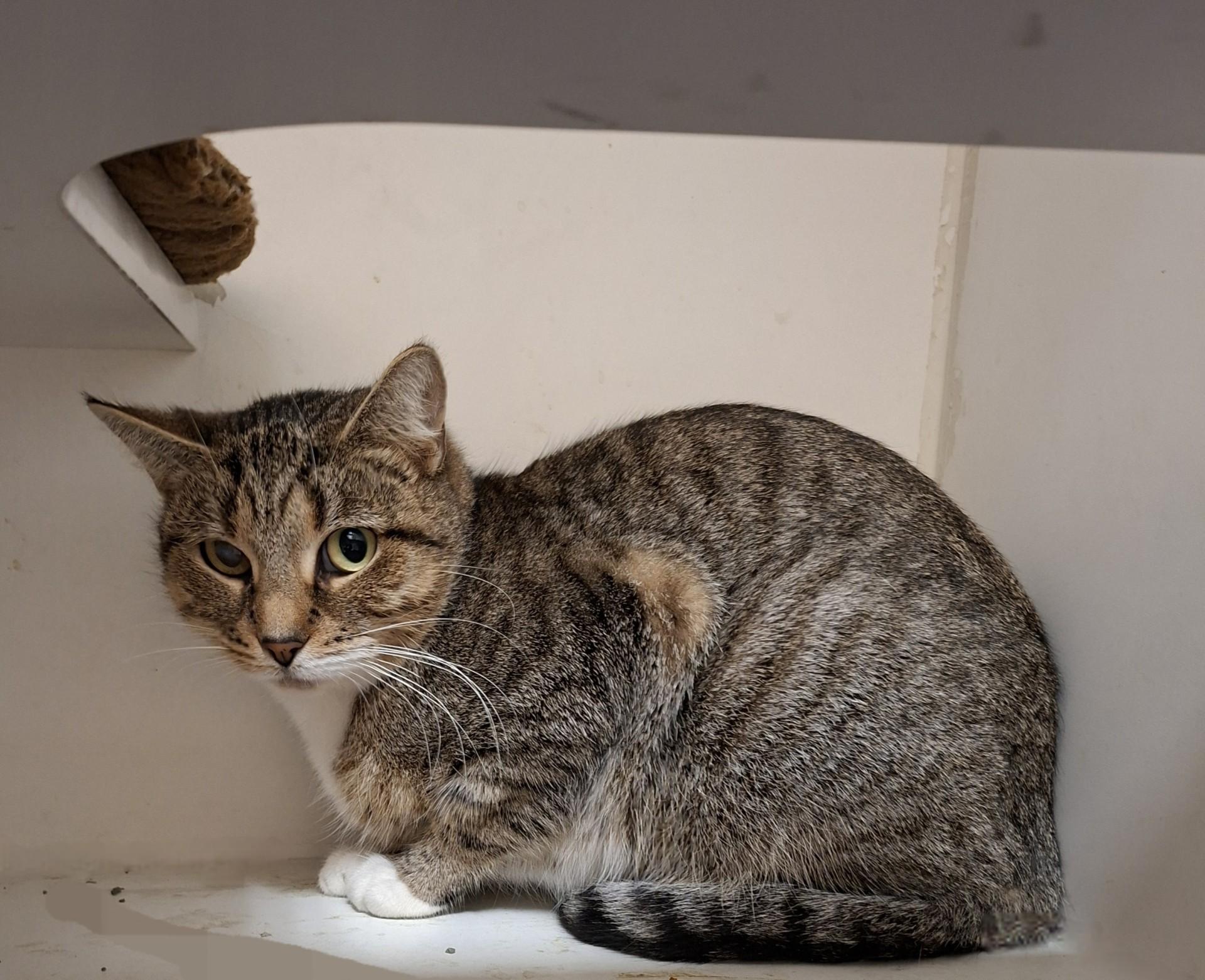 Cera, ADOPTABLE, Young Female Domestic Short Hair.