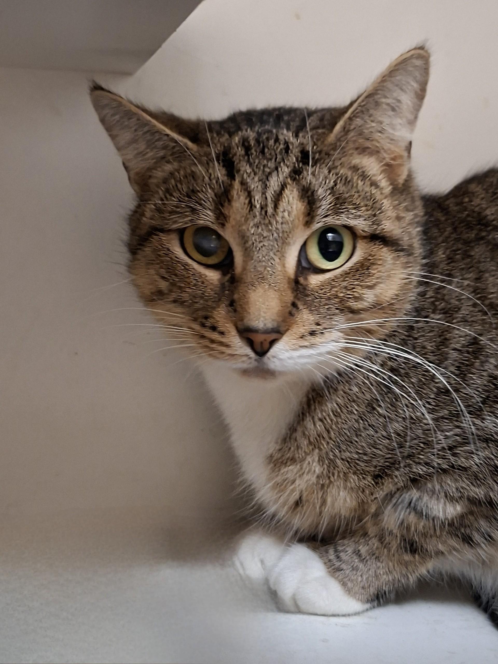 Enlarge Cera, a ADOPTABLE Domestic Short Hair in Wallingford, CT image 2/2