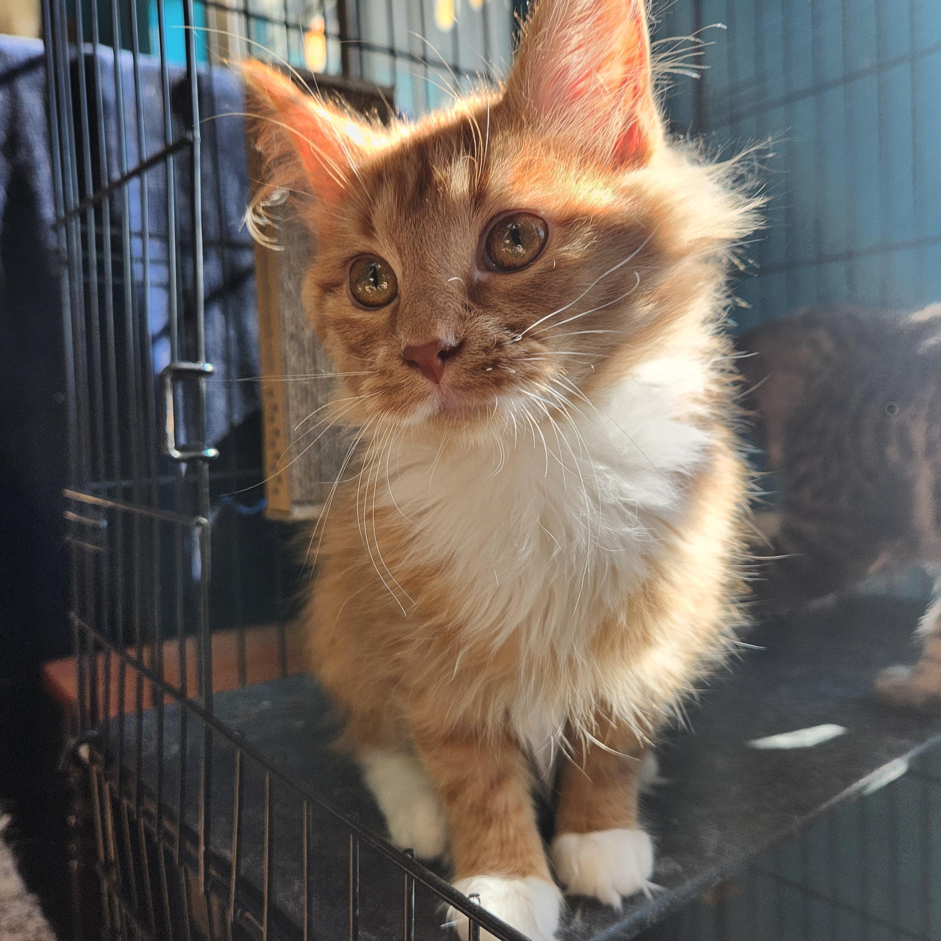 Enlarge Kalis, an adopted Domestic Long Hair in Brookings, SD image 1/1