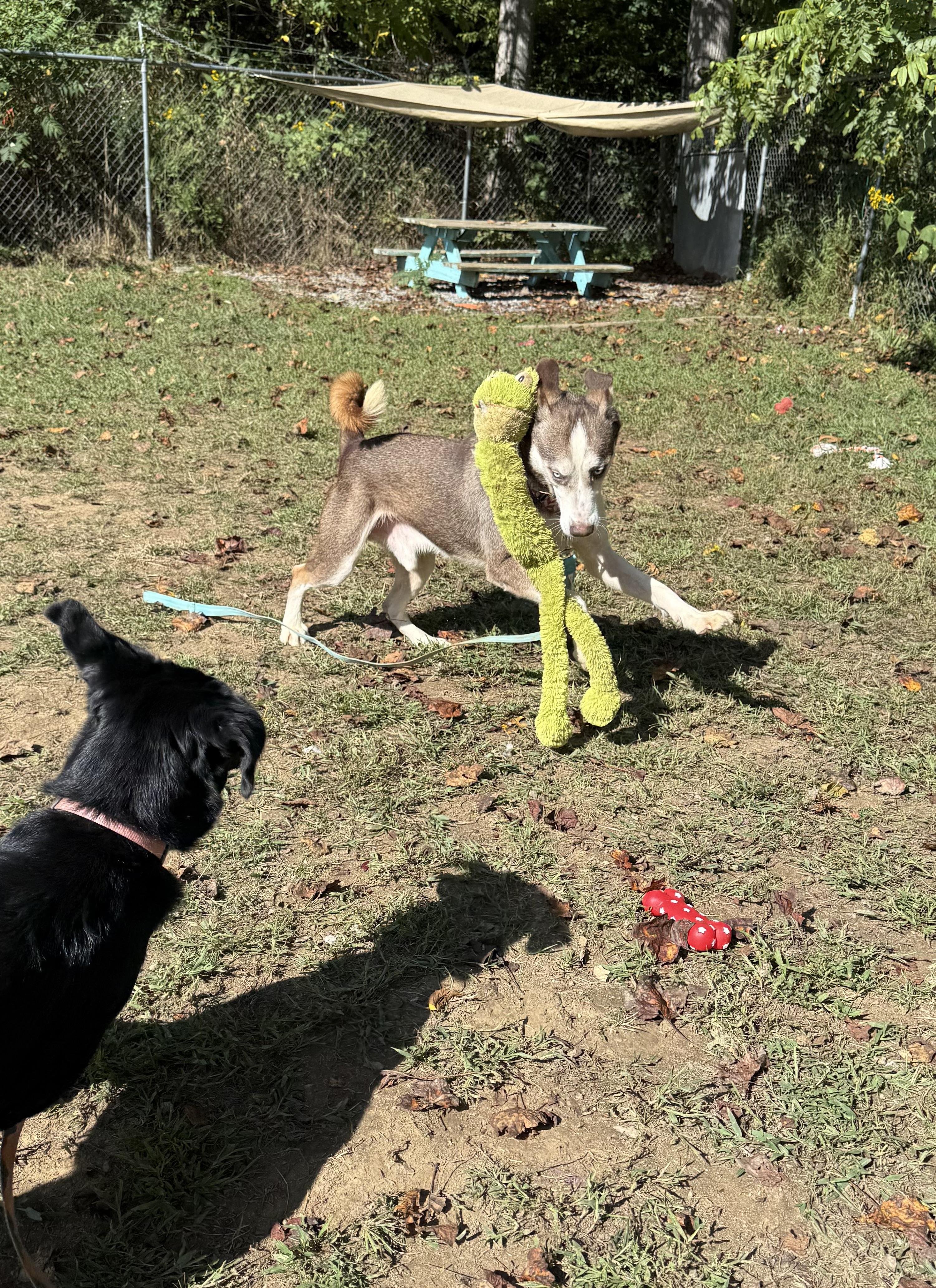 Blue Steel, a Adoptable Siberian Husky in Marshall, NC image 6/6