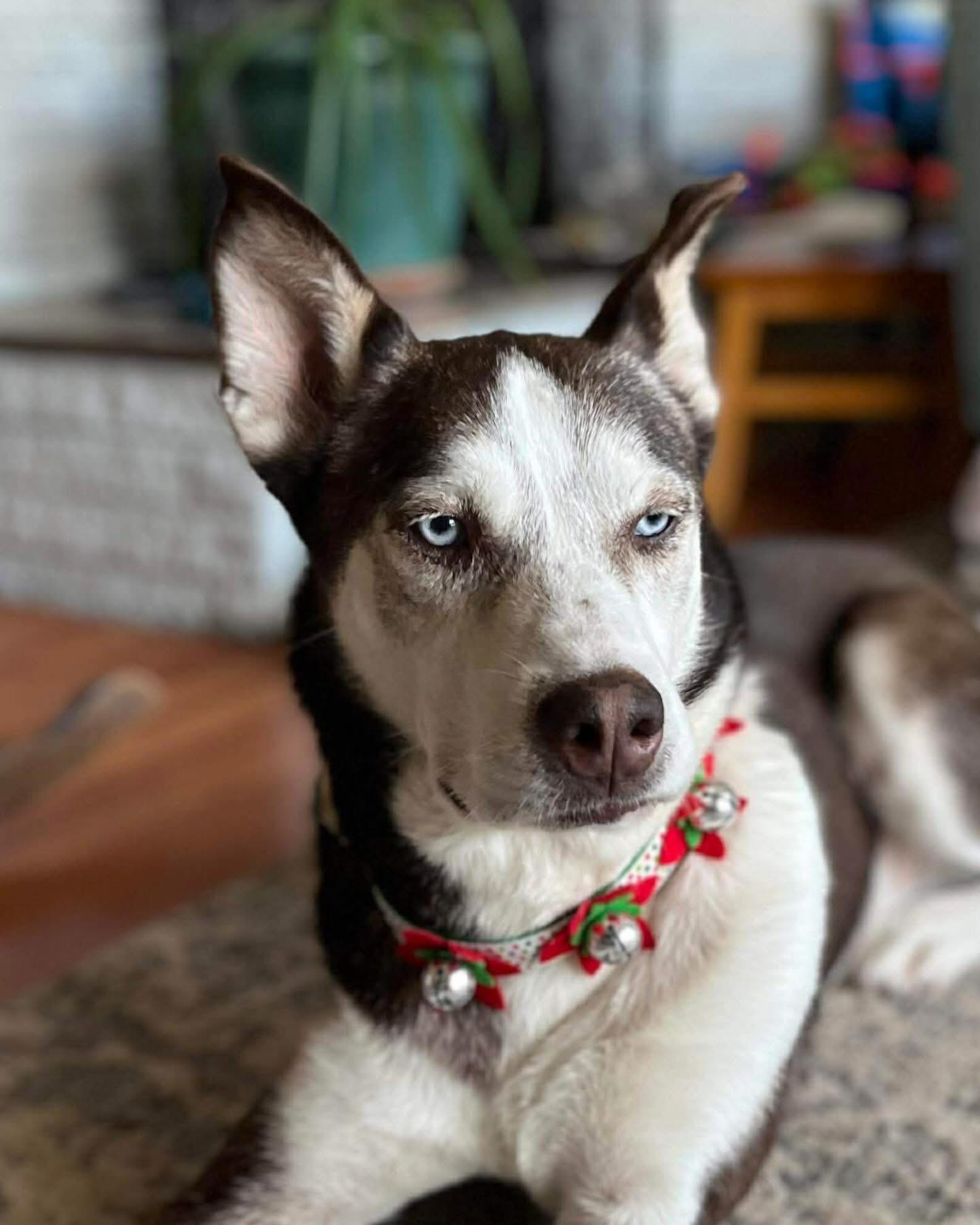 Blue Steel, a Adoptable Siberian Husky in Marshall, NC image 1/6