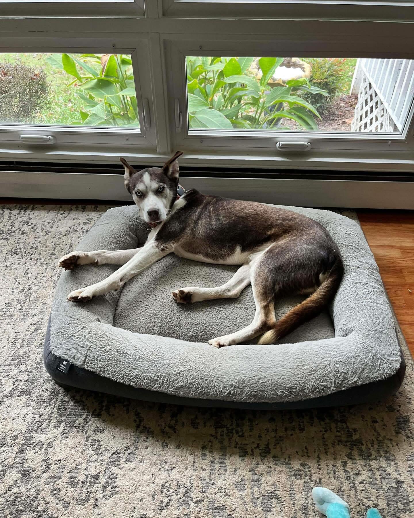 Blue Steel, a Adoptable Siberian Husky in Marshall, NC image 2/6