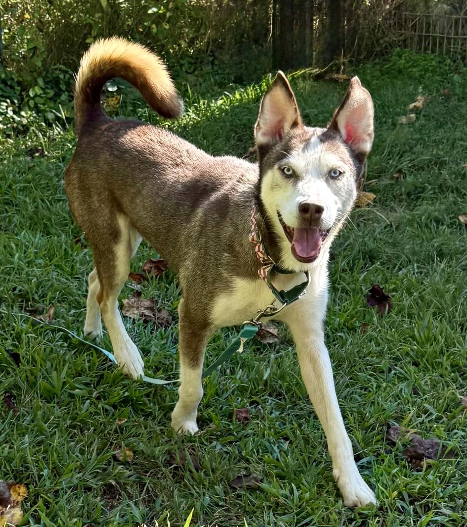 Blue Steel, a Adoptable Siberian Husky in Marshall, NC image 3/6