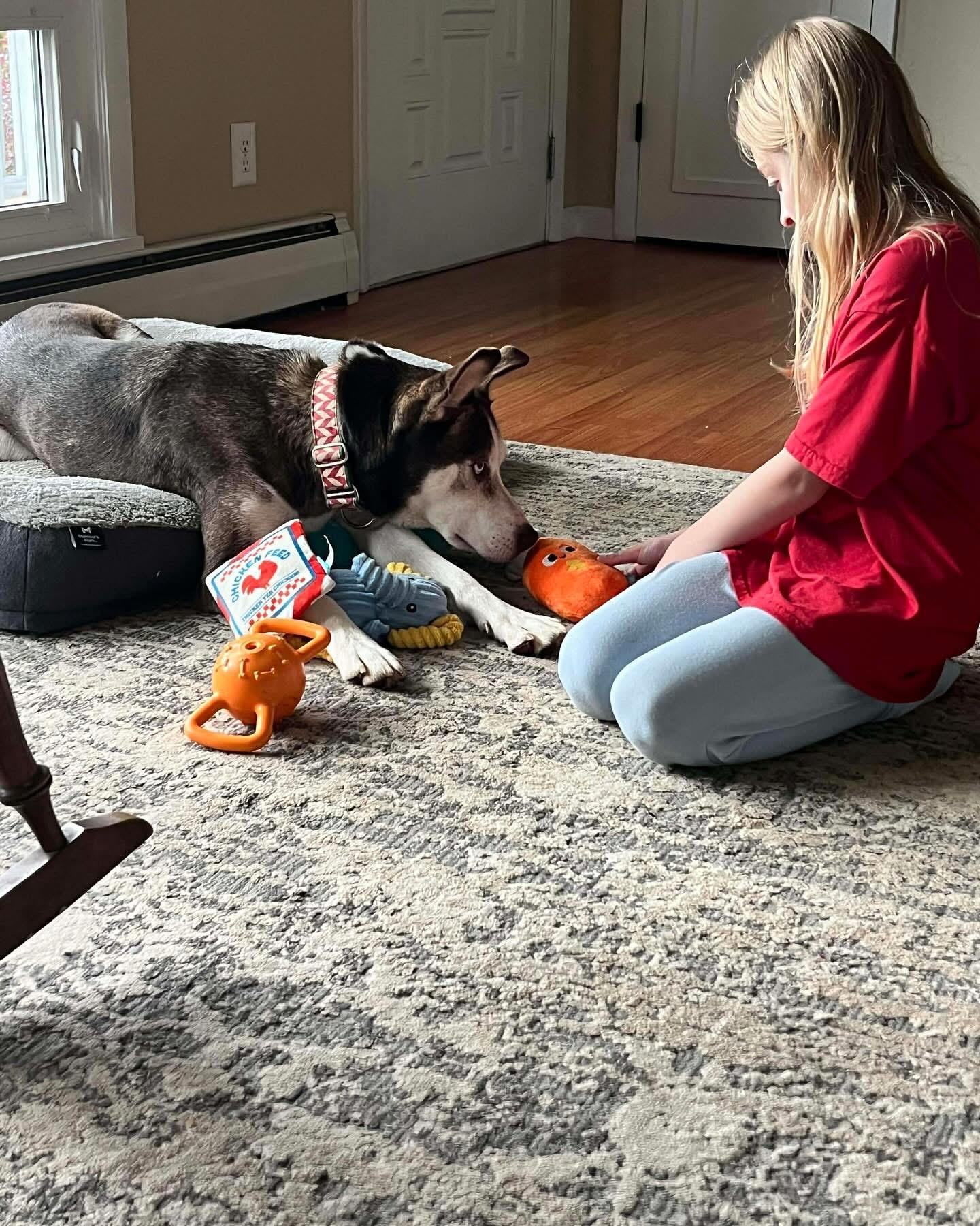 Blue Steel, a Adoptable Siberian Husky in Marshall, NC image 4/6