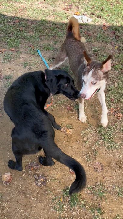 Enlarge Blue Steel, a Adoptable Siberian Husky in Marshall, NC video 5/6