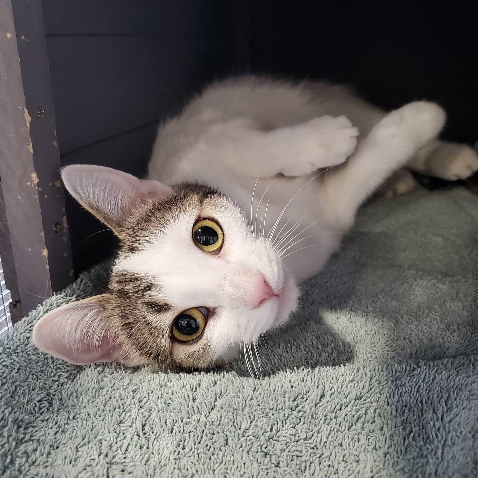 Rosalie, adopted, Adult Female Domestic Short Hair.