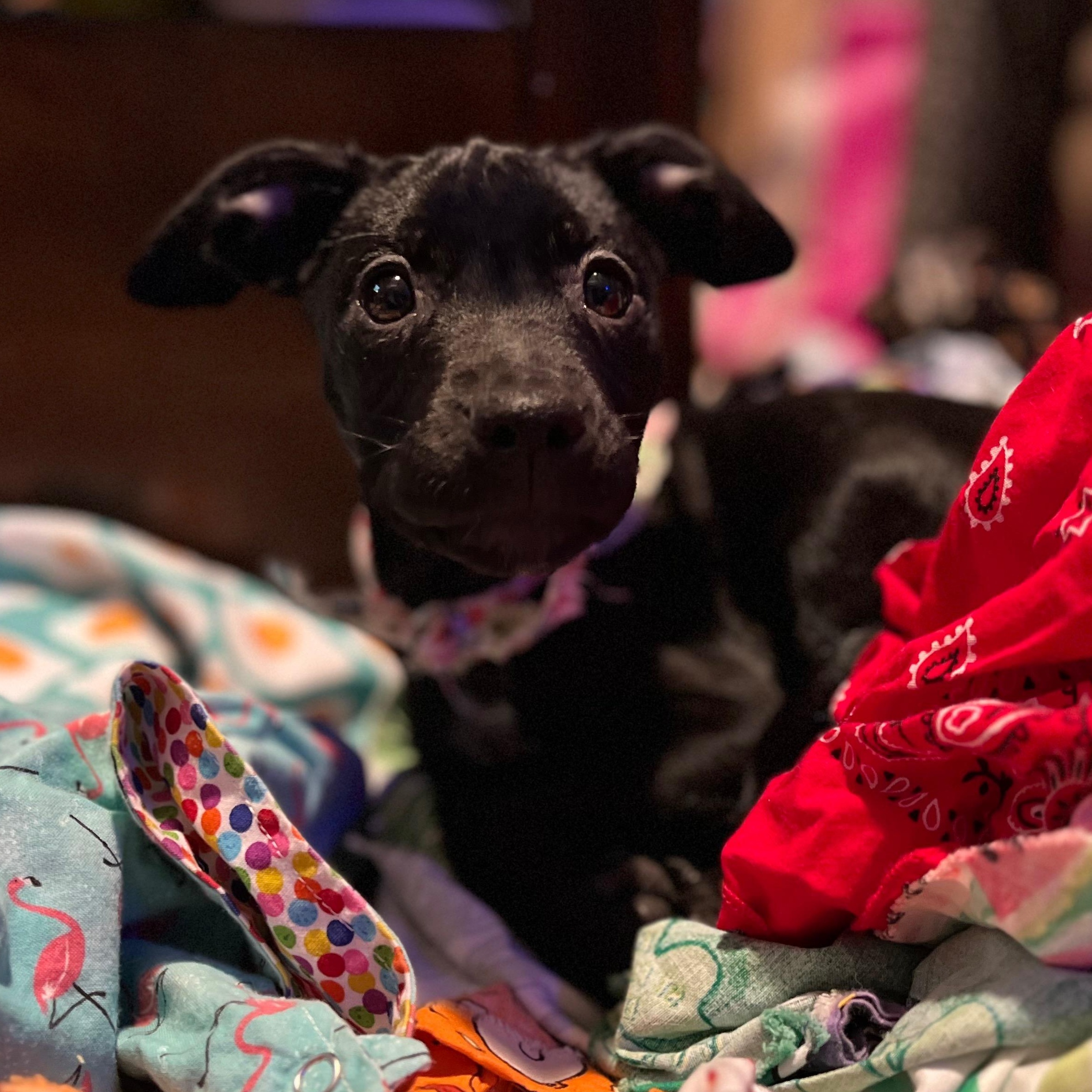Maize, Adoptable, Puppy Female Mixed Breed.
