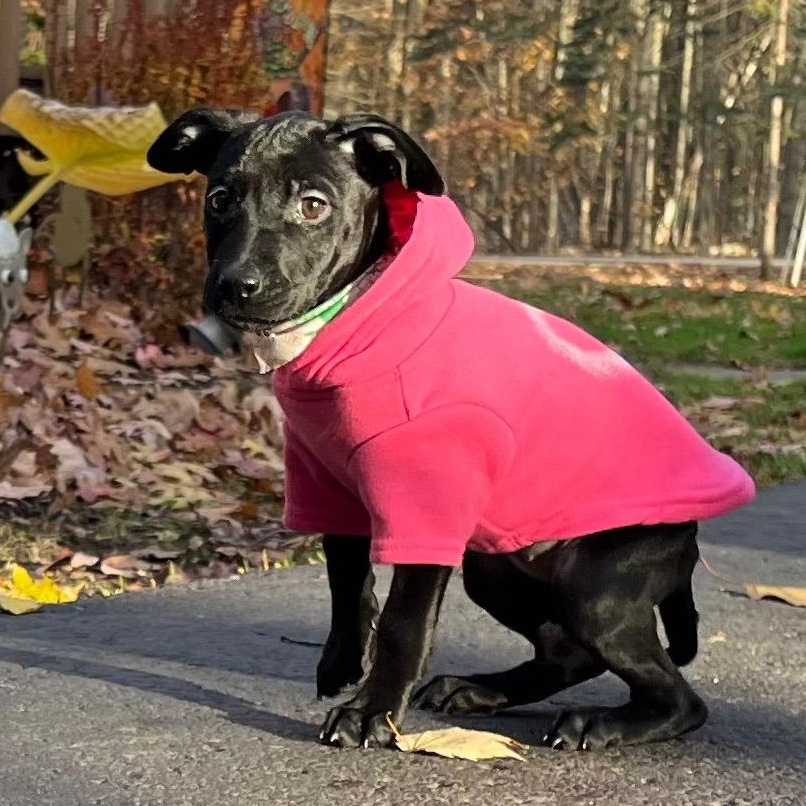 Maize, a Adoptable mixed breed in Alma, MI image 2/4