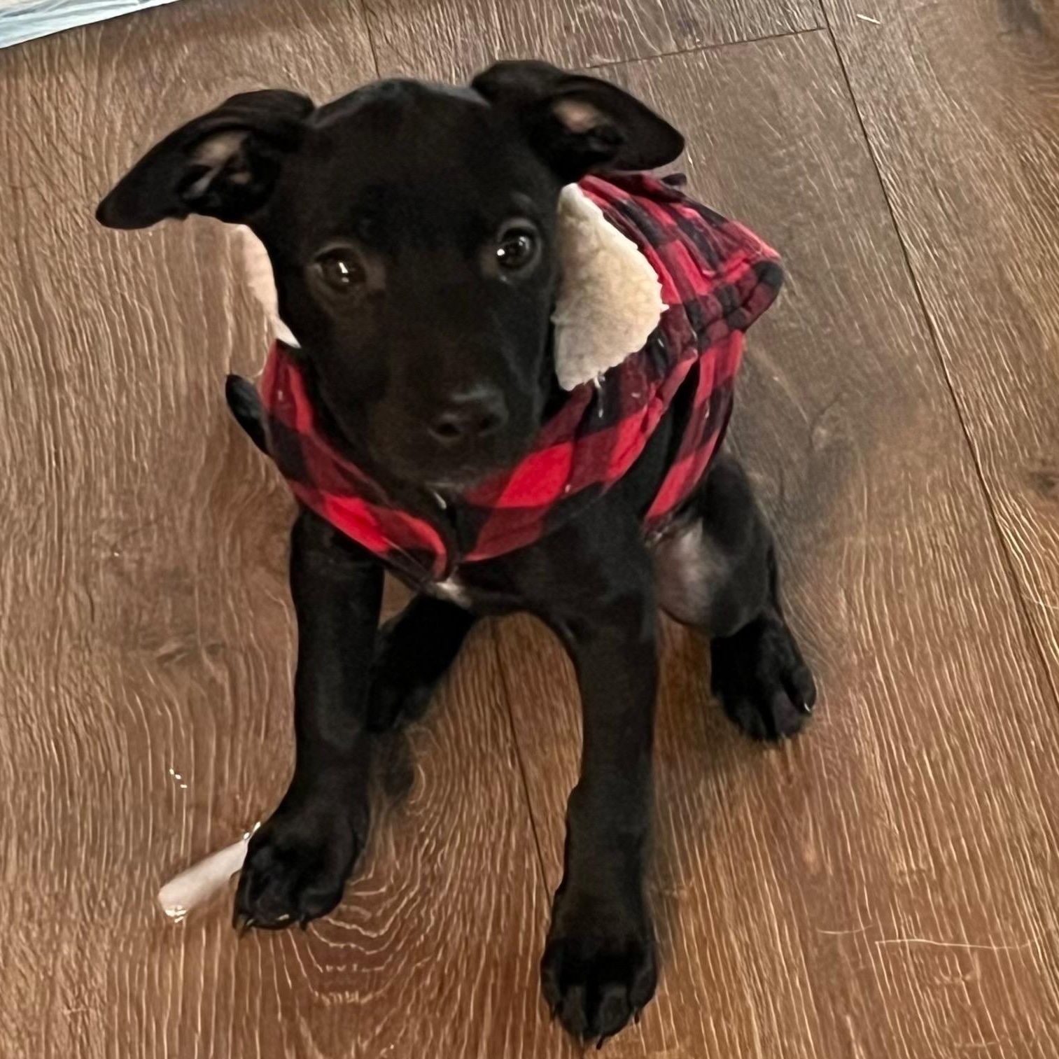 Maize, a Adoptable mixed breed in Alma, MI image 4/4