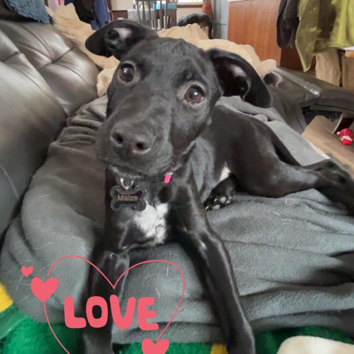 Maize, a Adoptable mixed breed in Alma, MI image 3/4