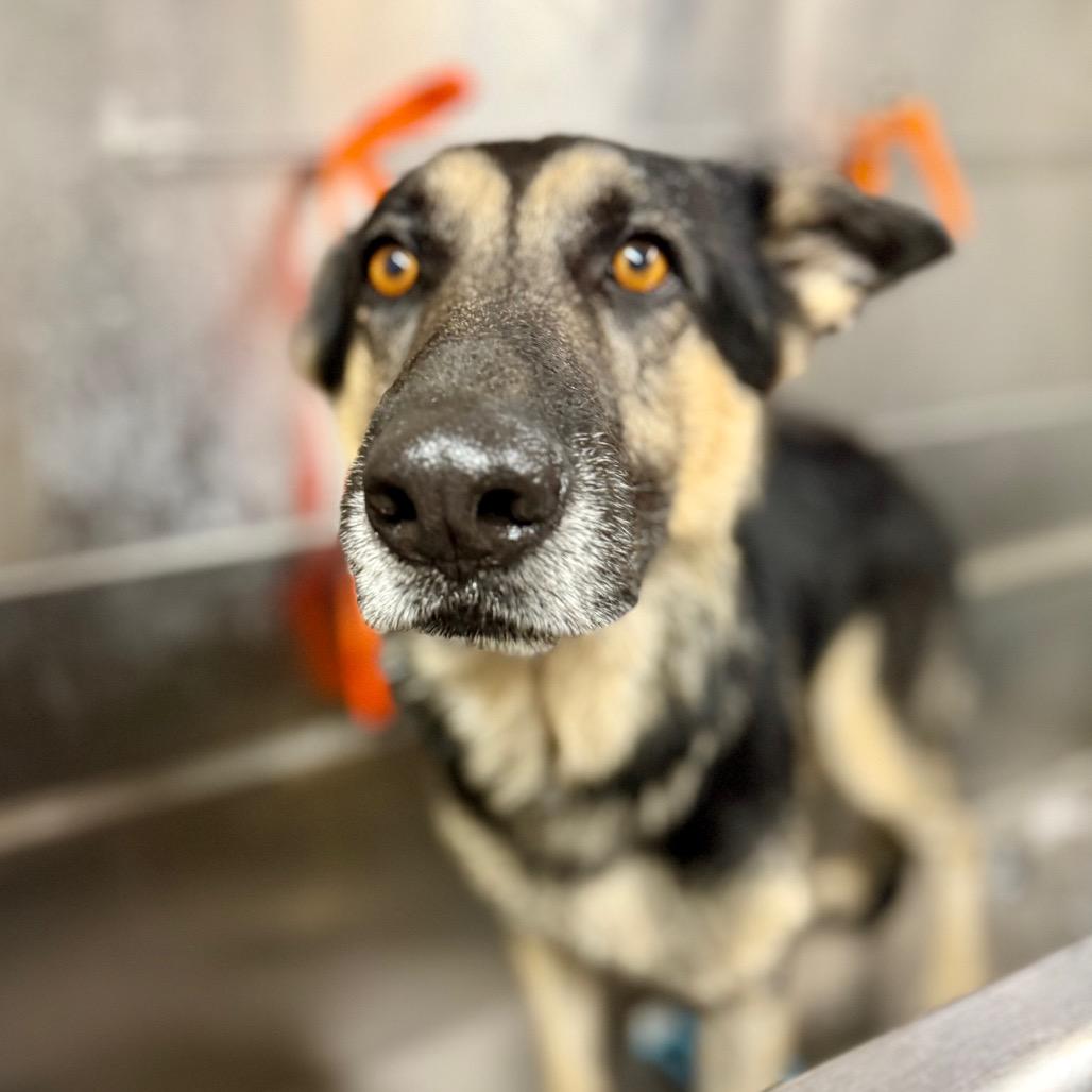 Madill, Adoptable, Adult Male Mixed Breed.