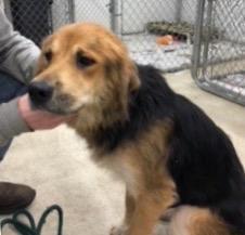 Enlarge Dacey, a Adopted mixed breed in Auburn, IN image 1/1