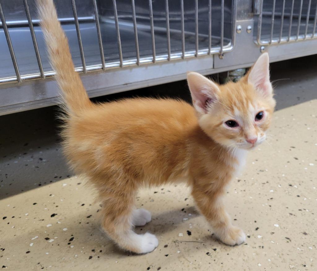 Enlarge Catsby, a Adoptable mixed breed in Camden, TN image 1/1