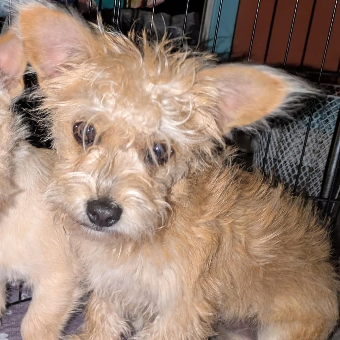 Enlarge Davis, a ADOPTABLE mixed breed in Lewisville, TX image 2/2