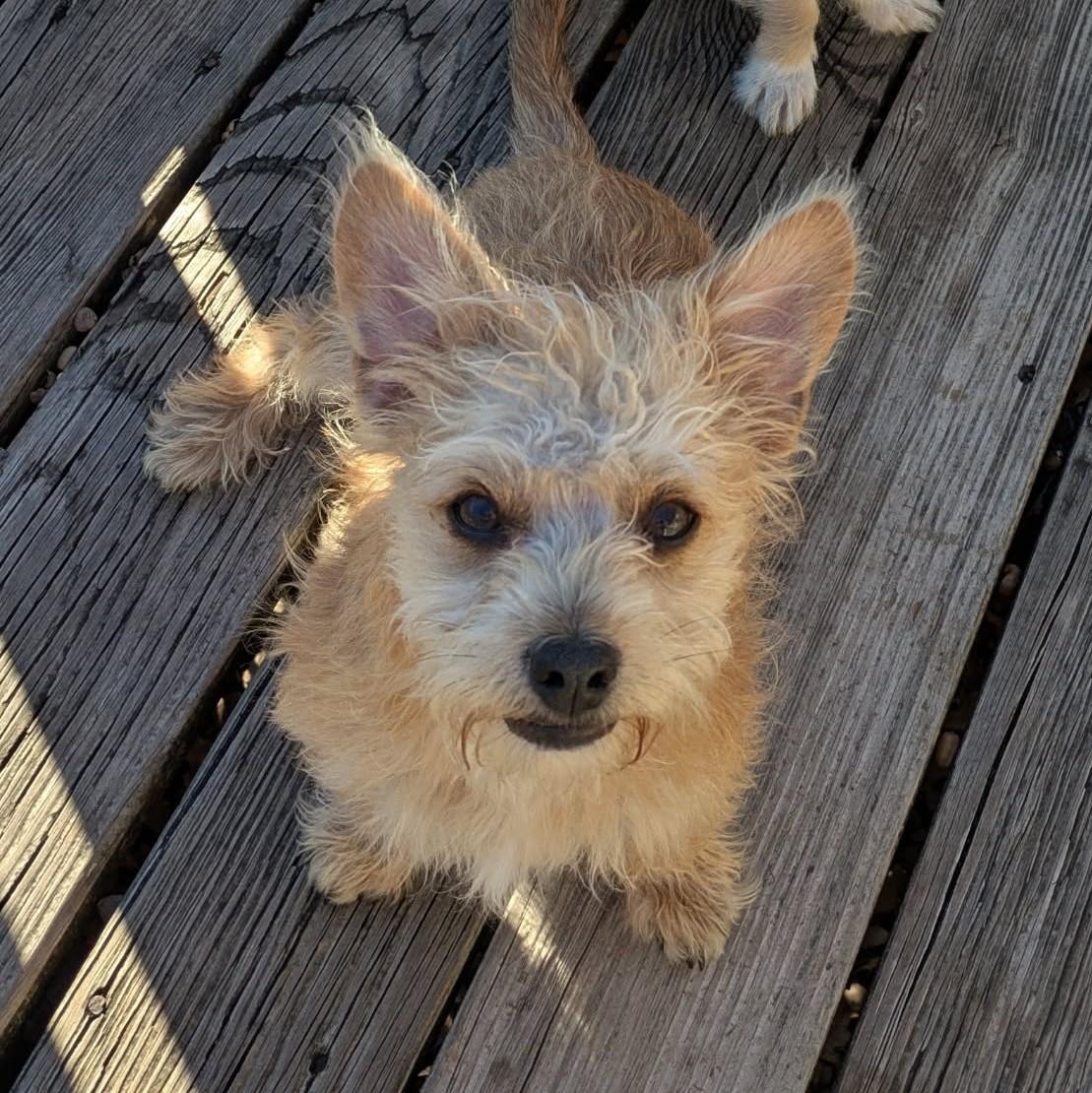 Davis, ADOPTABLE, Puppy Male Terrier.