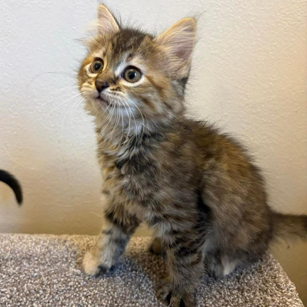 Egg, Adoptable, Kitten Female Domestic Short Hair.