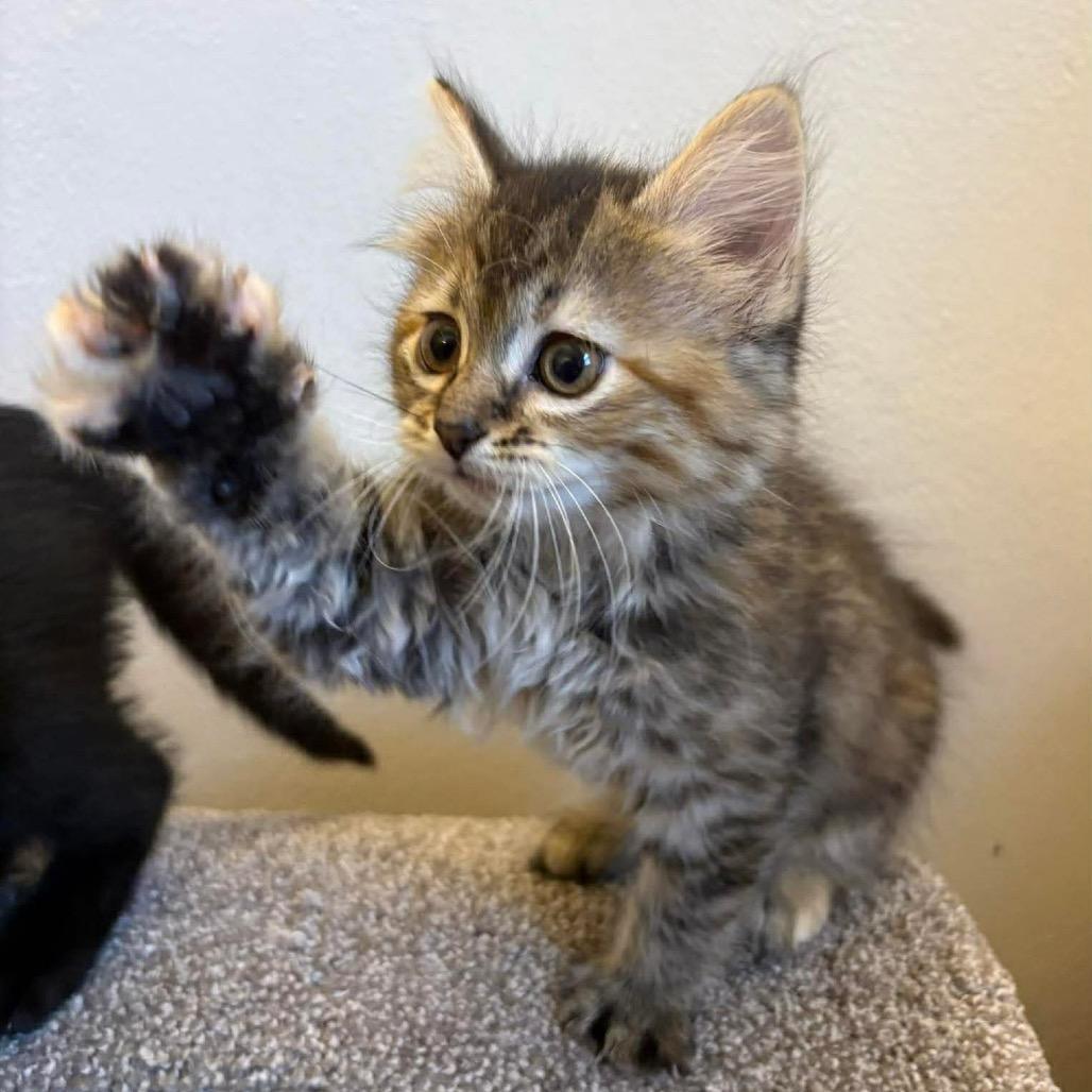 Egg, a Adoptable Domestic Short Hair in Chillicothe, IL image 2/3
