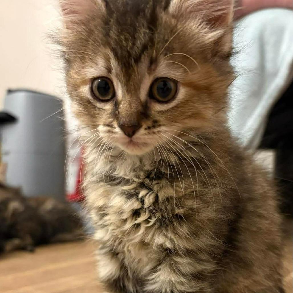 Egg, a Adoptable Domestic Short Hair in Chillicothe, IL image 3/3