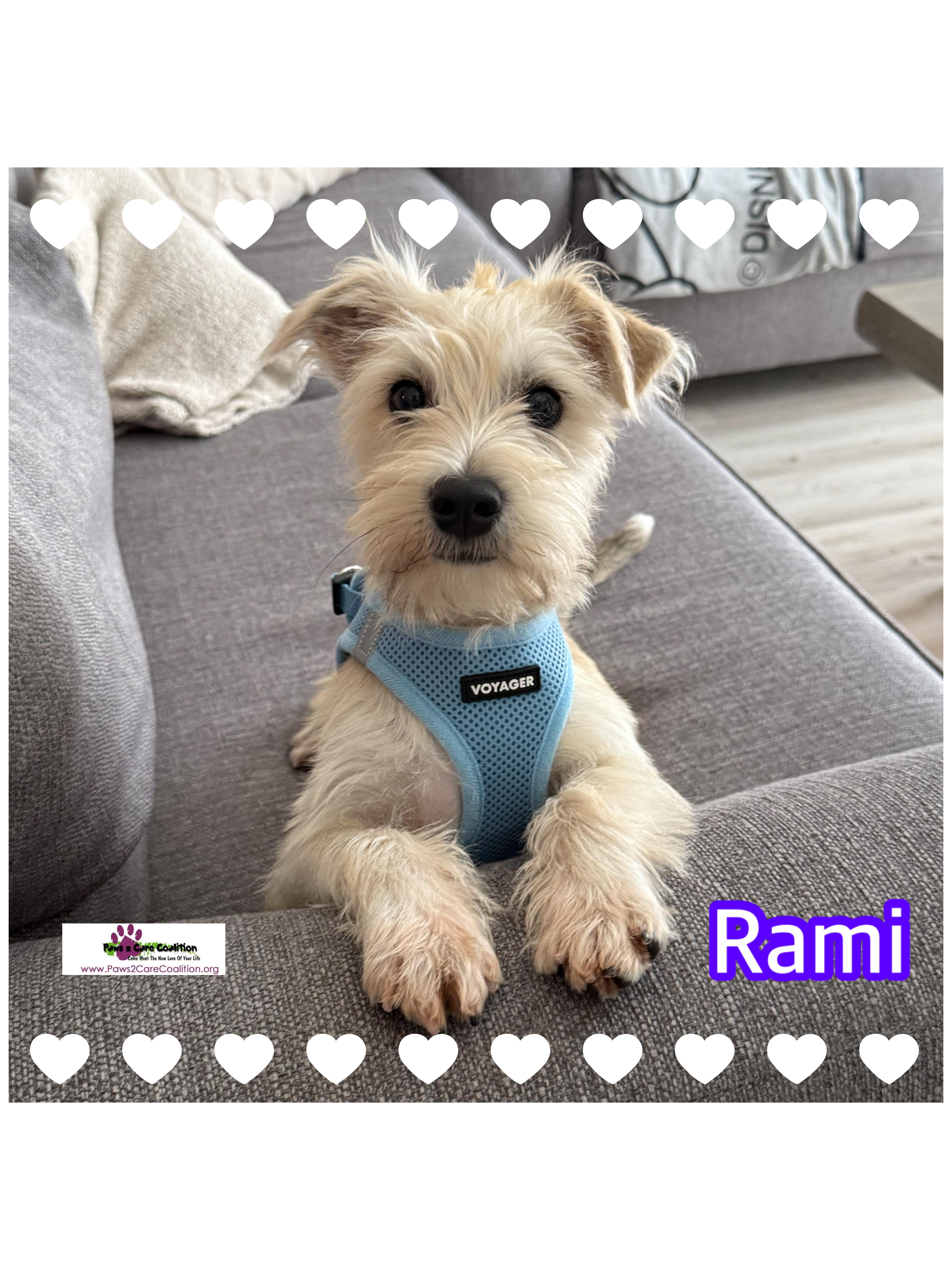 Rami, Adopted, Puppy Male Schnauzer.