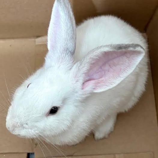 Bogey, Adoptable, Adult Male Californian.