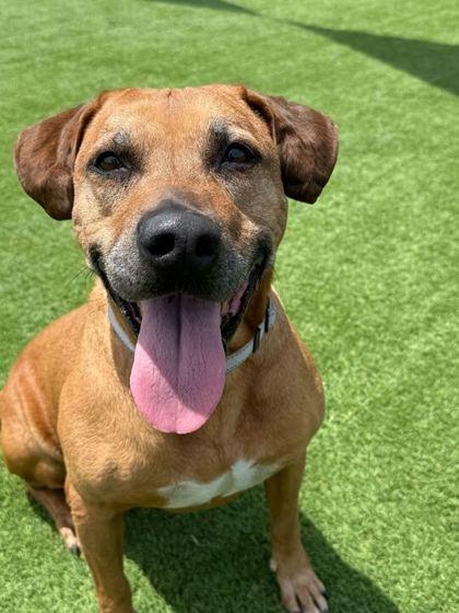Brandy - 1, Adoptable, Adult Female Black Mouth Cur & Mixed Breed.