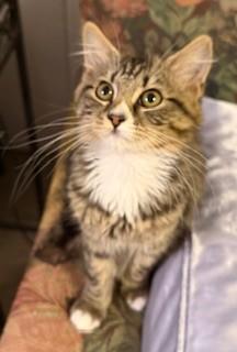 Enlarge Cinnamon and Nutmeg, a Adoptable Tabby in Greensboro, NC image 4/6