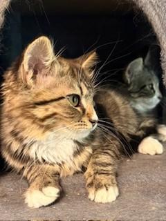Cinnamon and Nutmeg, Adoptable, Kitten Female Tabby.