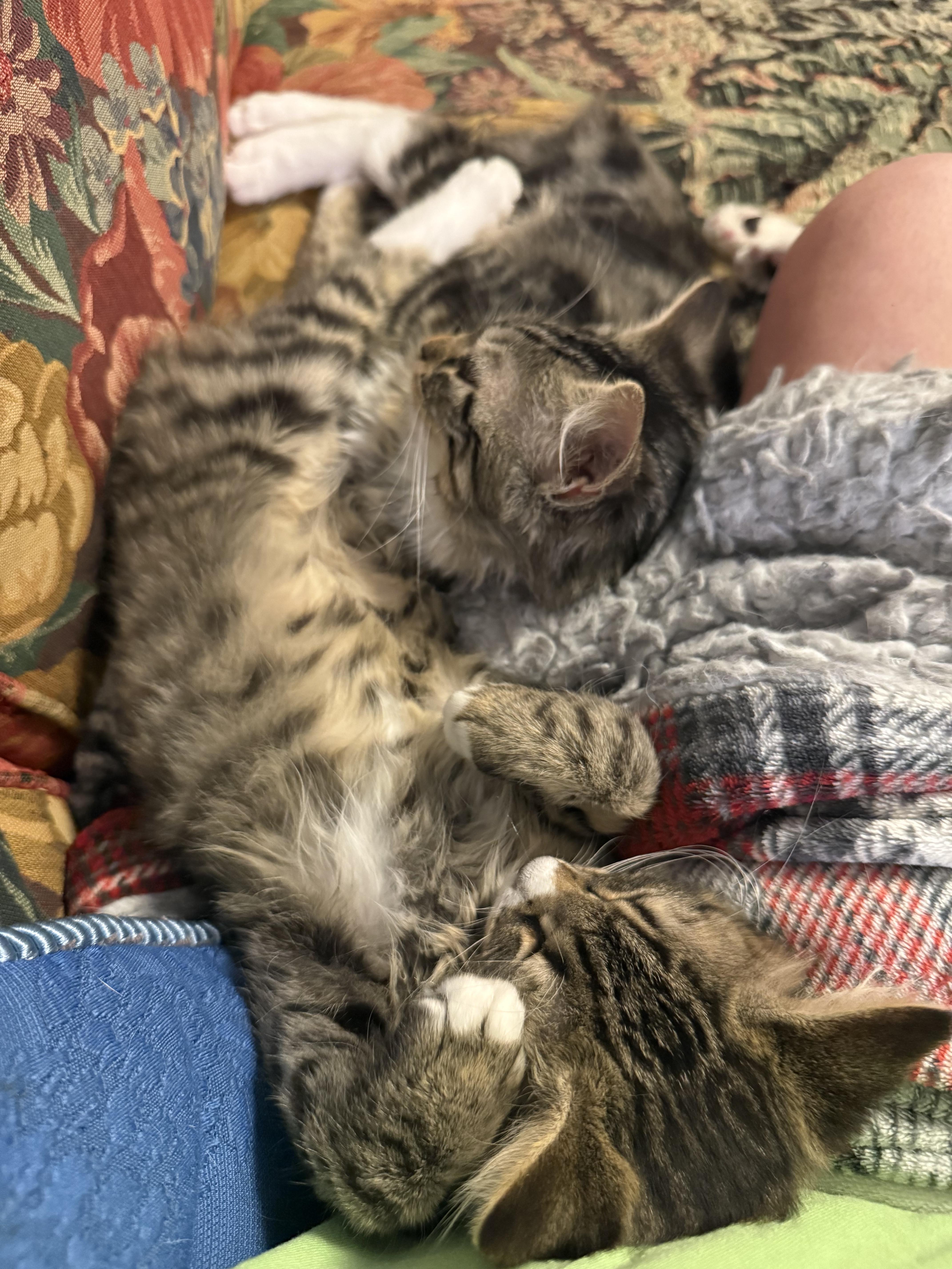 Enlarge Cinnamon and Nutmeg, a Adoptable Tabby in Greensboro, NC image 3/6