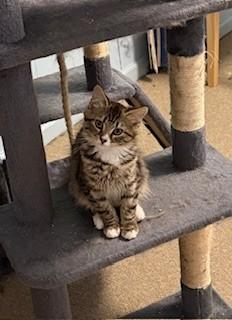 Enlarge Cinnamon and Nutmeg, a Adoptable Tabby in Greensboro, NC image 5/6