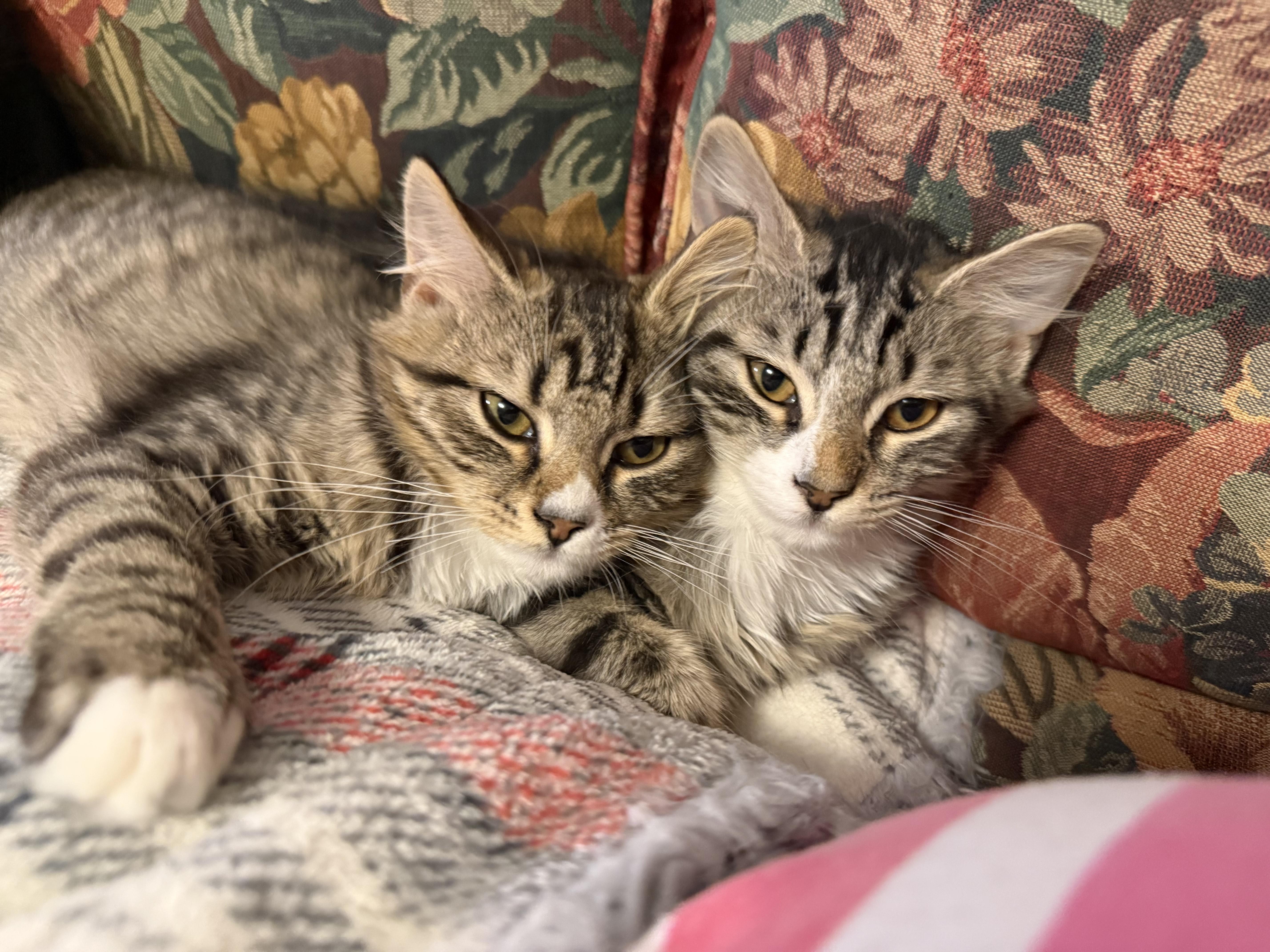 Enlarge Cinnamon and Nutmeg, a Adoptable Tabby in Greensboro, NC image 2/6