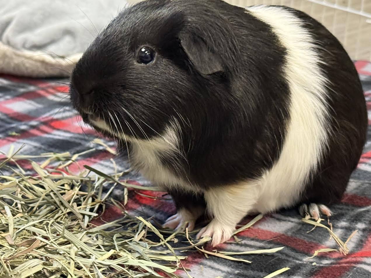 Enlarge Oreo & Blondie, a Adoptable Guinea Pig in South Elgin, IL image 2/3
