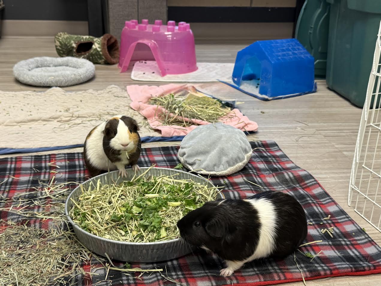 Enlarge Oreo & Blondie, a Adoptable Guinea Pig in South Elgin, IL image 1/3