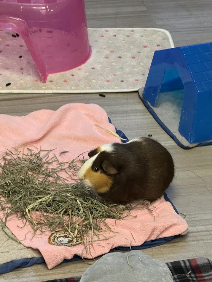 Enlarge Oreo & Blondie, a Adoptable Guinea Pig in South Elgin, IL image 3/3