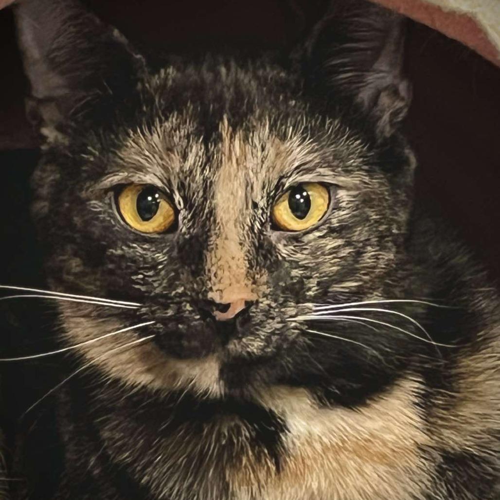 Enlarge Momo 3C25, a Adoptable mixed breed in Napoleon, OH image 1/3