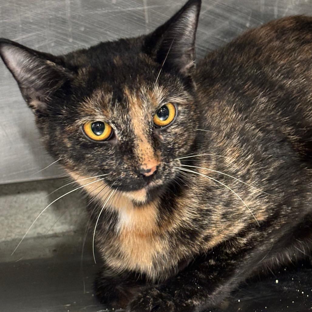 Enlarge Momo 3C25, a Adoptable mixed breed in Napoleon, OH image 2/3