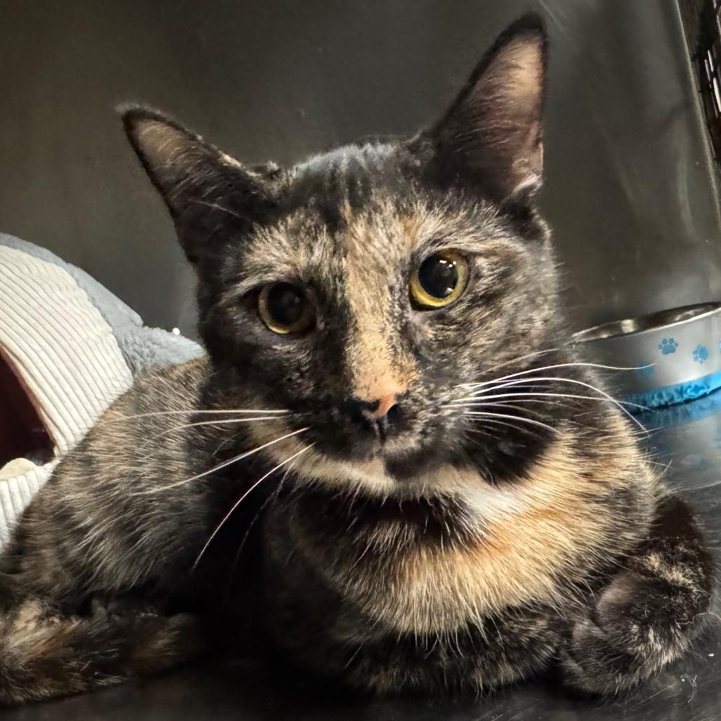 Enlarge Momo 3C25, a Adoptable mixed breed in Napoleon, OH image 3/3