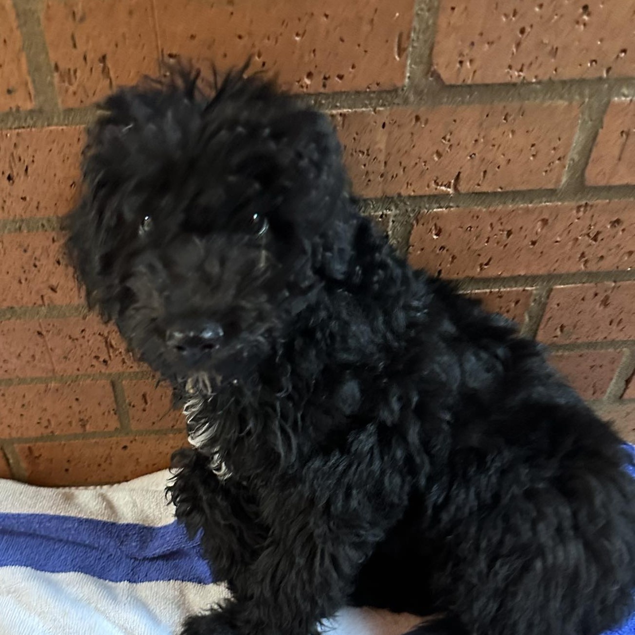 Dog for adoption Nala, a Poodle Mix in Meridian, MS Petfinder